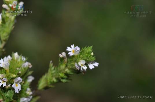 小米草（列当科小米草属植物）