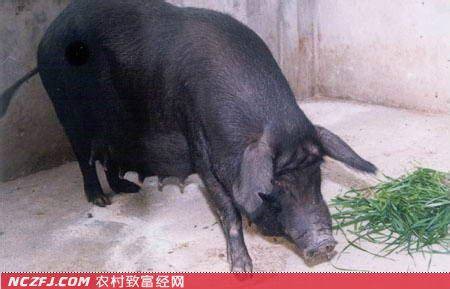 莱芜黑猪