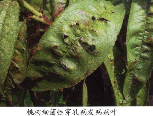 桃细菌性穿孔病