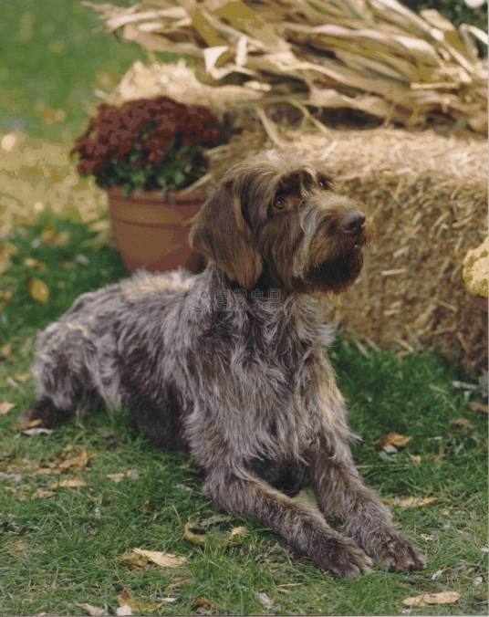 中型格里芬狩猎犬