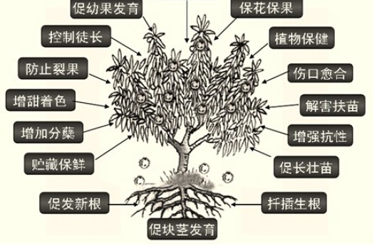 植物生长调节剂（人工合成的有机化合物）