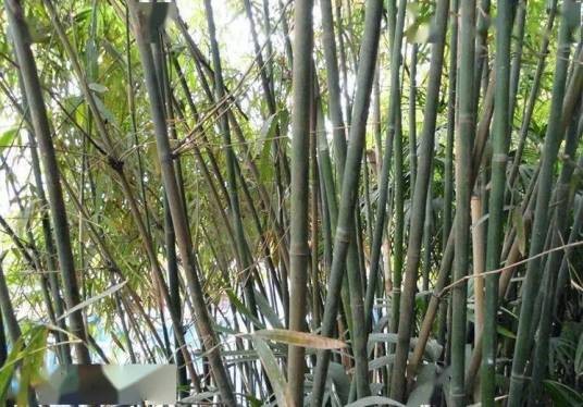 黄竹(禾本科牡竹属植物)