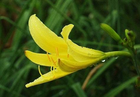 黄花菜（阿福花科萱草属的一种植物）