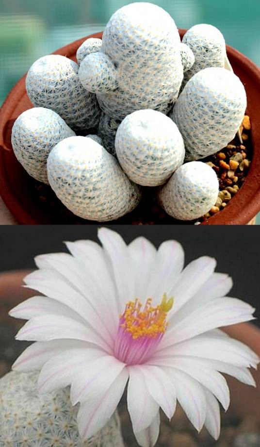 白鹭（仙人掌科乳突球属植物）