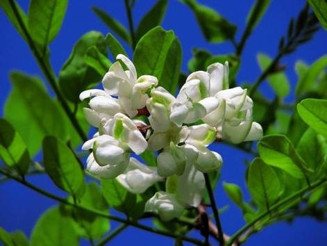 槐花几时开(四川民歌)
