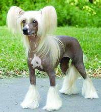 中国冠毛犬