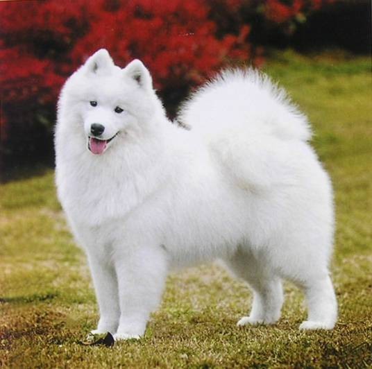 萨摩耶犬（西伯利亚的原住民萨摩耶族培育出的犬种）