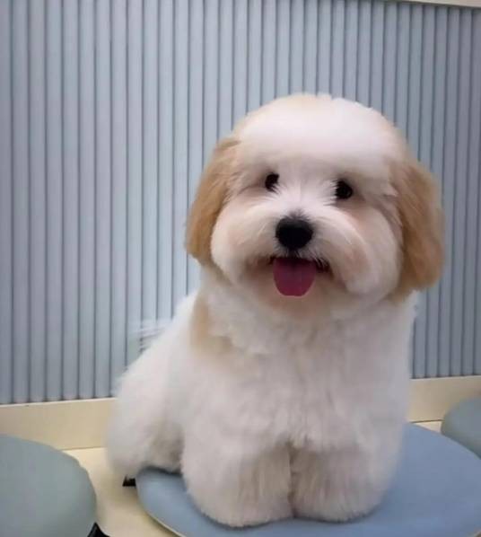 图莱亚尔绒毛犬