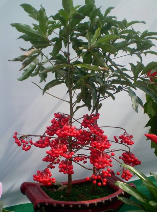 朱砂根（报春花科紫金牛属植物）