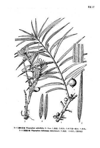 沙棘（胡颓子科沙棘属植物）