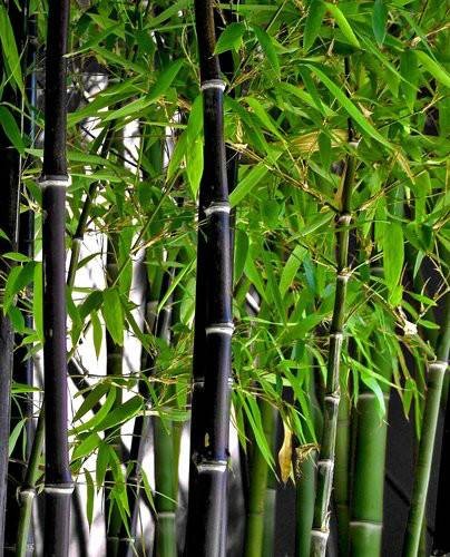 紫竹（禾本科刚竹属植物）