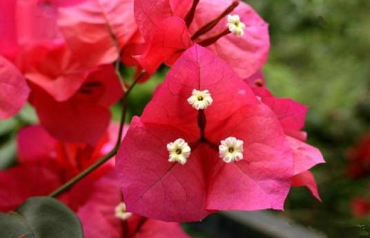 叶子花（紫茉莉科叶子花属植物）