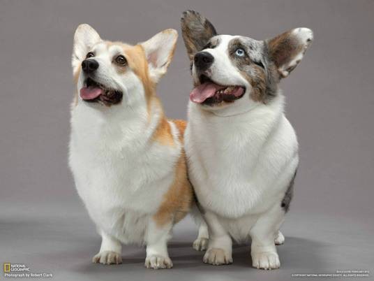 威尔士柯基犬（以小短腿著称的牧羊犬（犬科犬属动物））