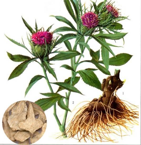 白术（菊科苍术属植物）