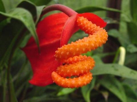 花烛属