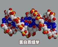 蛋白质组学