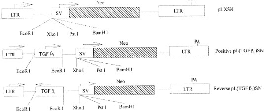 逆转录PCR