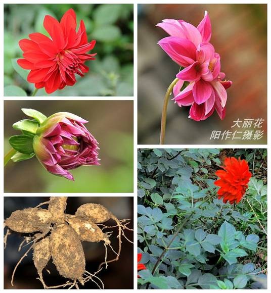 大丽花（菊科大丽花属植物）