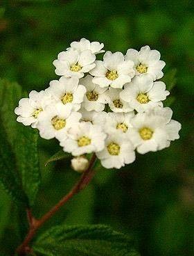 土庄绣线菊