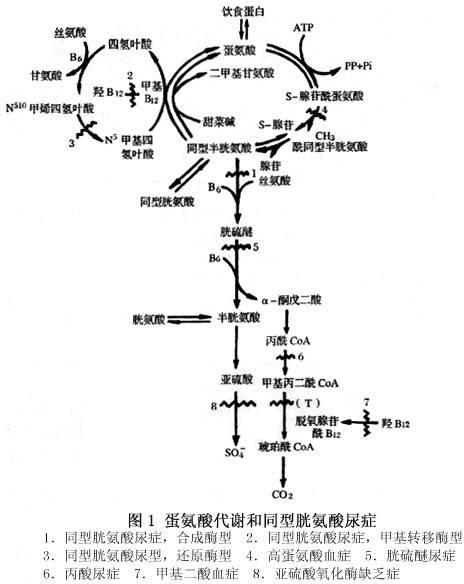 高胱氨酸
