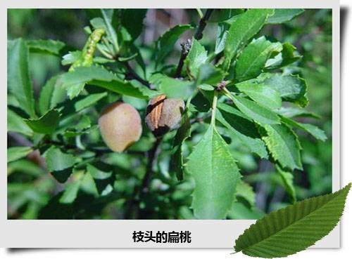 柄扁桃种源BT-57