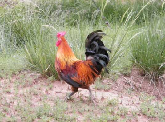 虫草鸡（吃蝗虫、小昆虫和草籽长大的鸡）