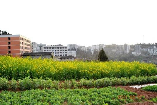 大通镇（四川省南充市嘉陵区下辖镇）