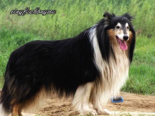 苏格兰牧羊犬（犬科犬属哺乳动物）