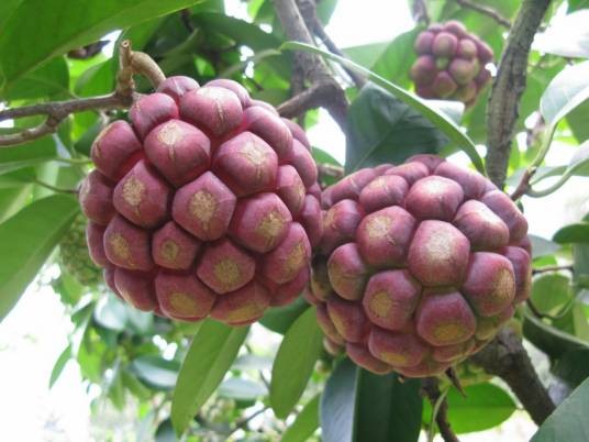 黑老虎（木兰科南五味子属植物）