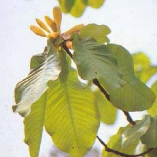 厚朴(木兰科厚朴属植物)