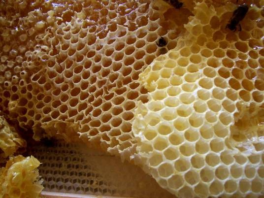 蜂巢（蜂类昆虫所建巢穴）