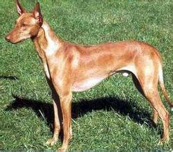 法老王猎犬