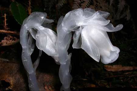 水晶兰(杜鹃花科水晶兰属植物)
