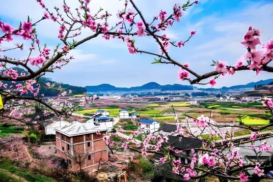 虎峰山桃花节
