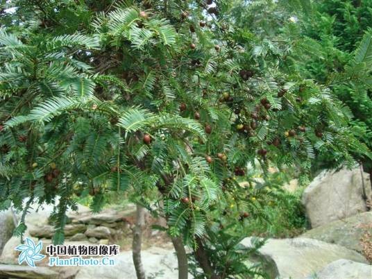三尖杉（红豆杉科三尖杉属植物）