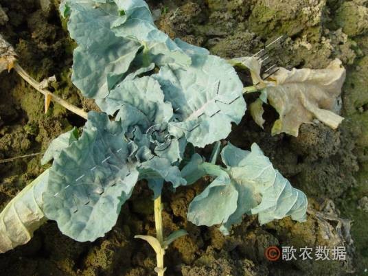 甘蓝黄叶病