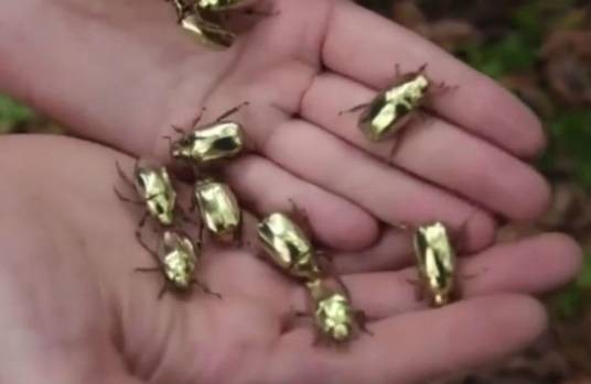 噬金虫