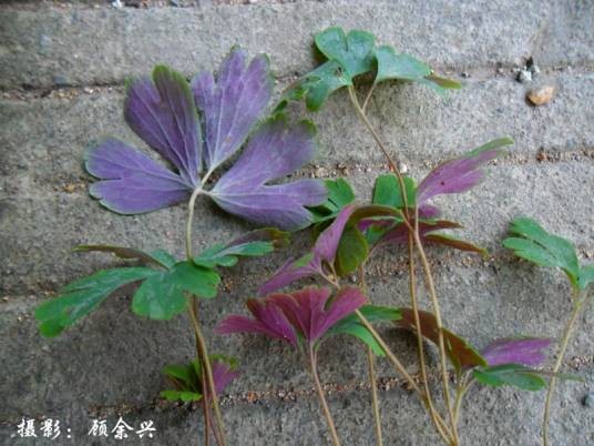 天葵（毛茛科天葵属植物）