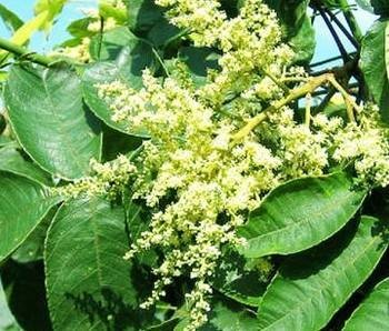盐麸木属