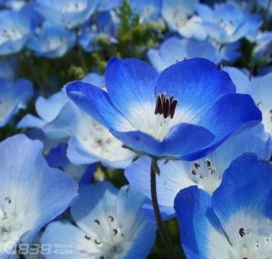 粉蝶花