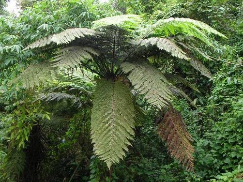 桫椤（桫椤科桫椤属植物）