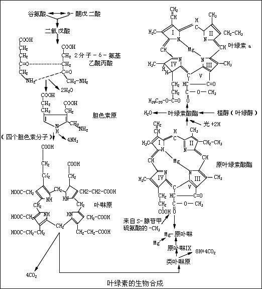叶绿素a