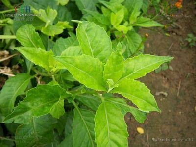 白子菜（菊科菊三七属植物）