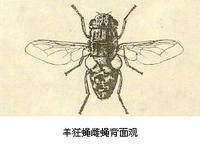 羊狂蝇