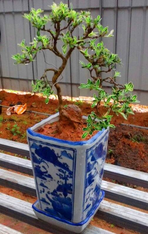六月雪（茜草科白马骨属植物）