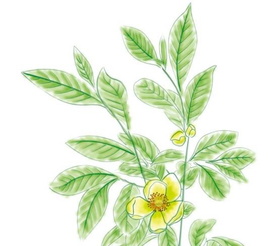 本草（汉语词汇）
