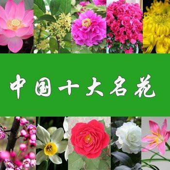 中国十大名花