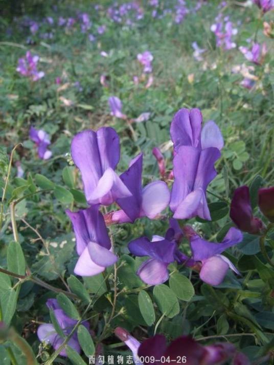 大野豌豆
