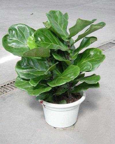 琴叶榕（桑科榕属植物）