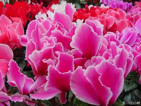仙客来（报春花科仙客来属植物）